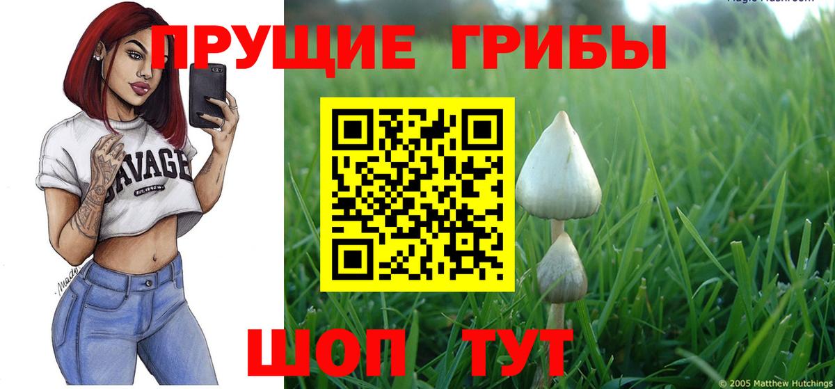 Саки  Псилоцибиновые грибы Psilocybine cubensis  Вход с VPN 